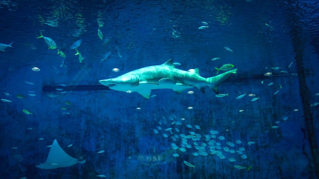 Report reveals critically endangered sharks being sold in grocery stores